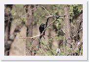 13SerengetiPMGameDrive - 02 * Magpie Shrike.